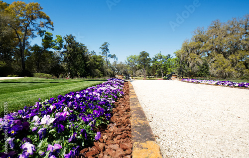 Pansies lining a garden walk way with a clear blue sky.