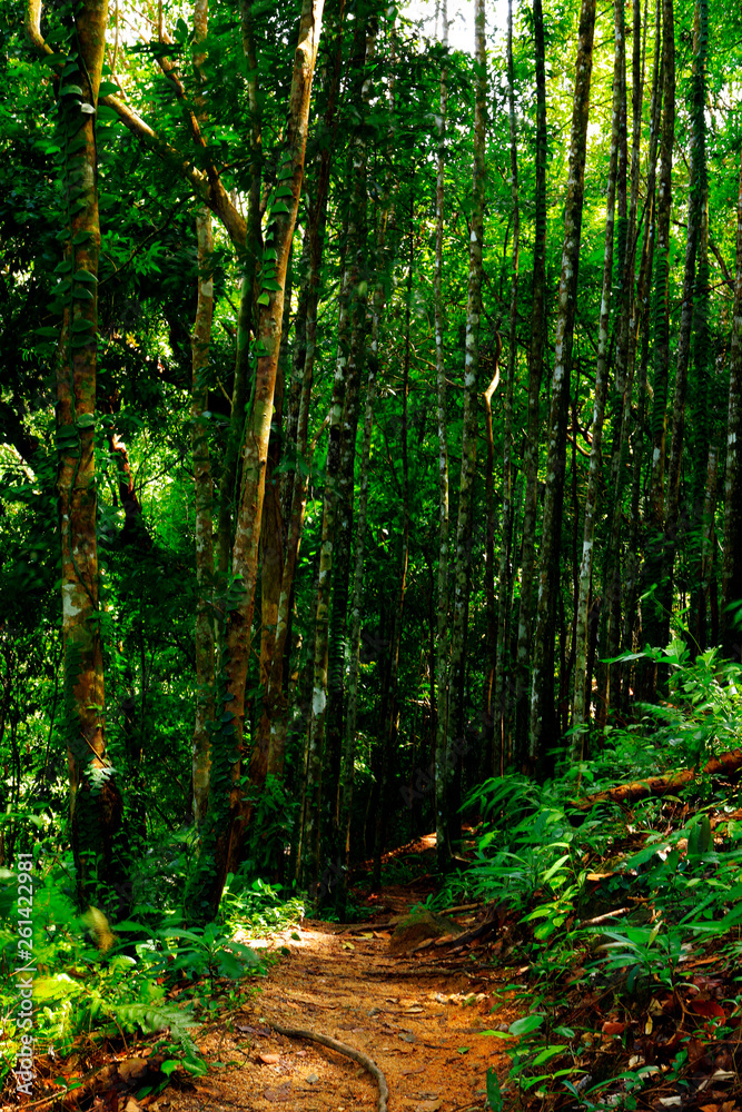 Tree with small walk path in the forest