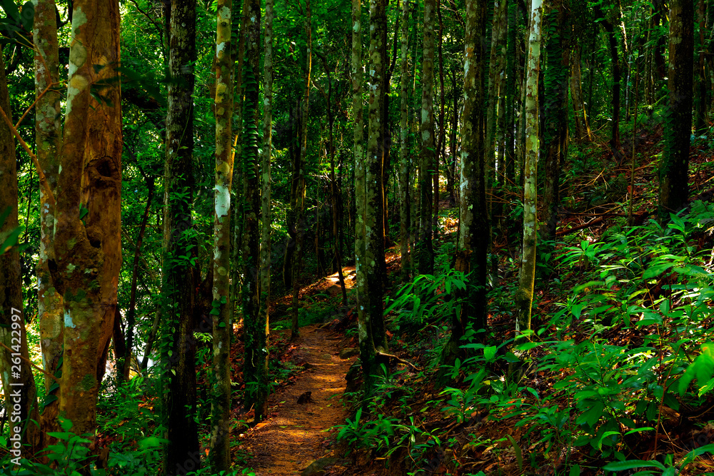 Obraz premium Tree with small walk path in the forest