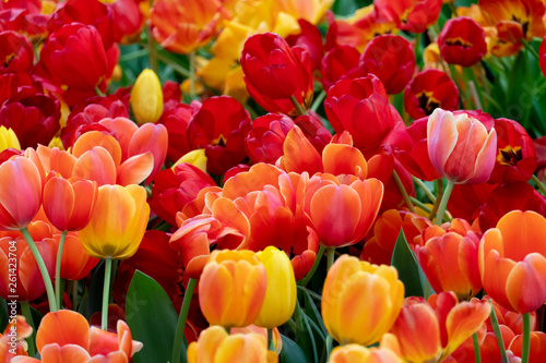Colorful tulips in a beautiful garden.