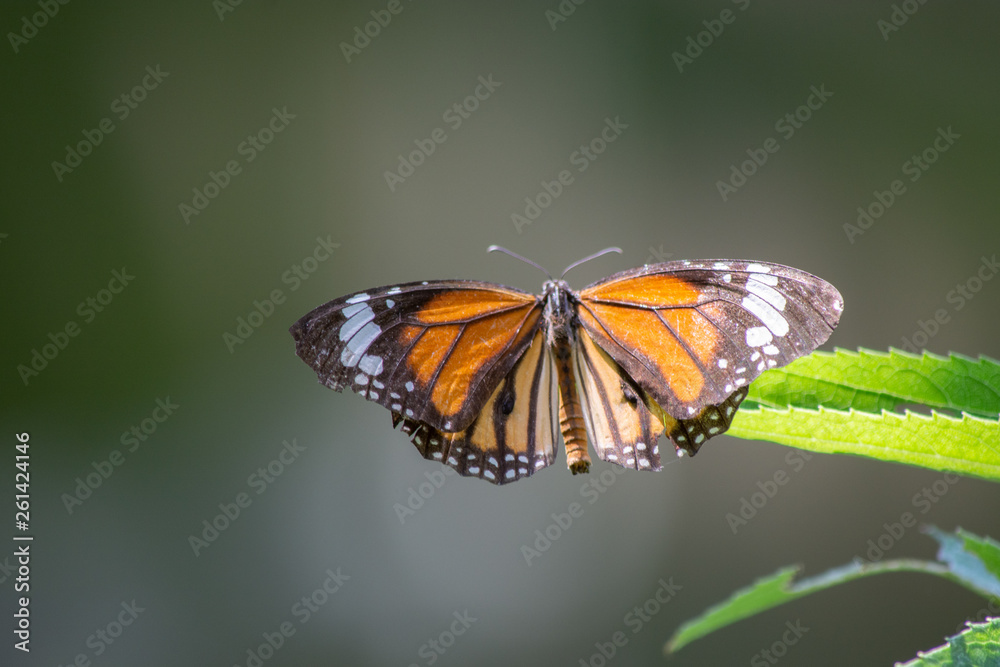 Obraz premium 蝶