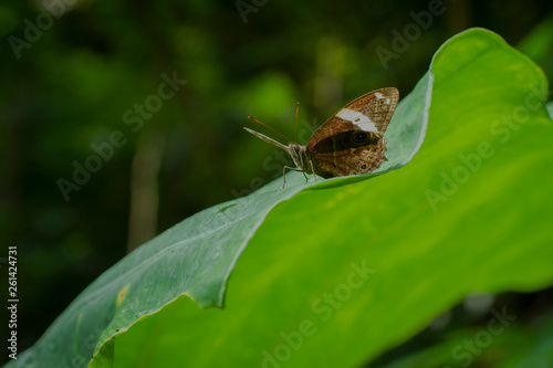 A butterfly resting on the leaf