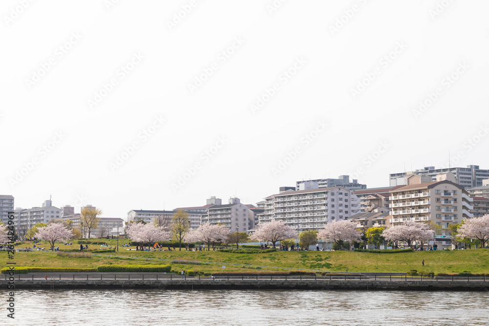Naklejka premium 桜と住宅街