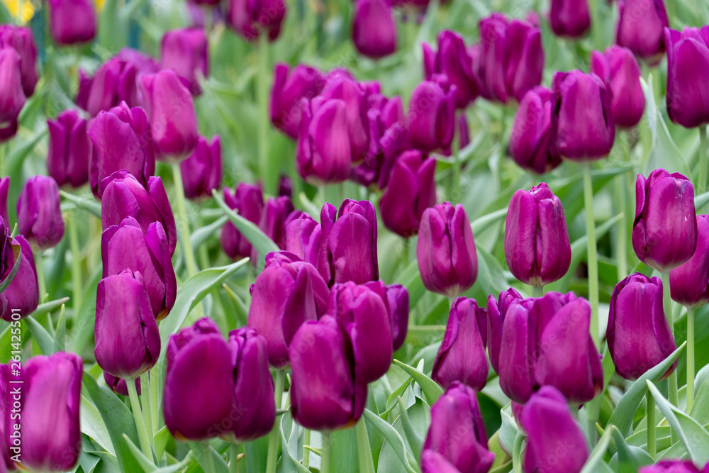 Fototapeta premium Flower fields, Purple tulips, winter flowers, beautiful light.