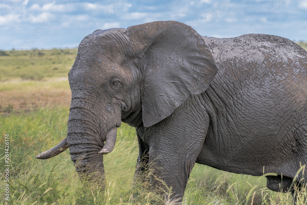 Obraz premium african elephant in the wilderness 