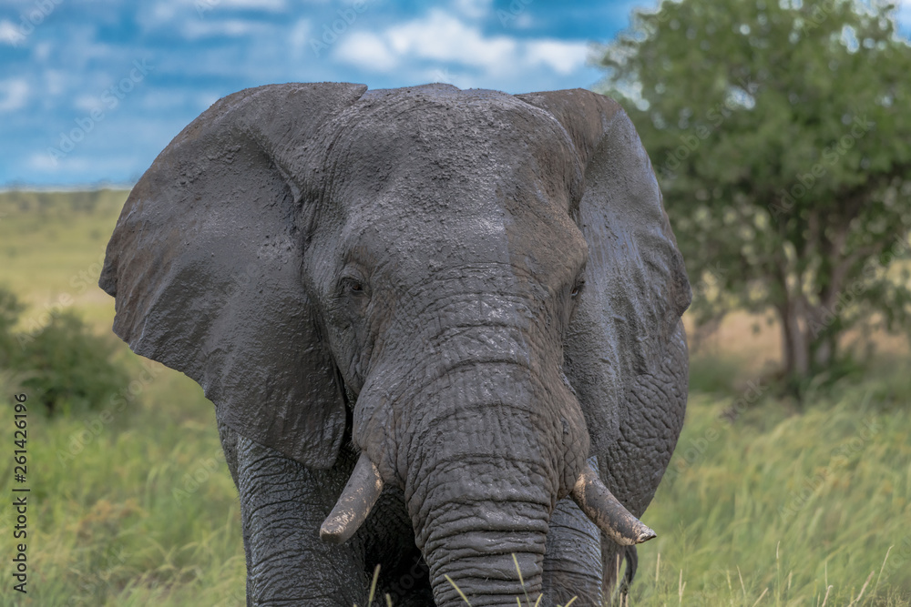 Obraz premium african elephant in the wilderness 