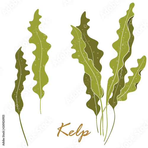 Seaweed Kelp or Laminaria. Green food algae isolated on white background.