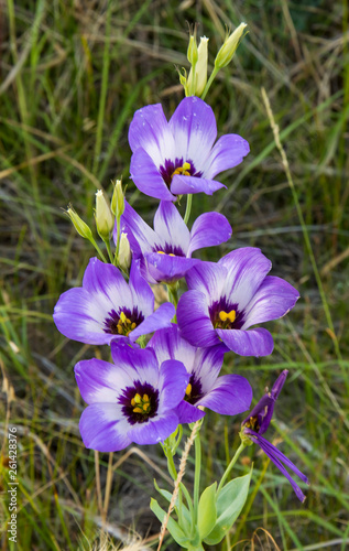 Texas Bluebells