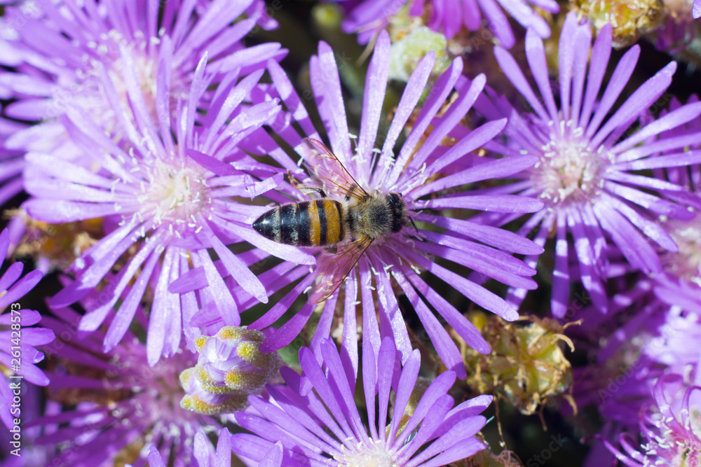Obraz premium bee pollinating wildflowers