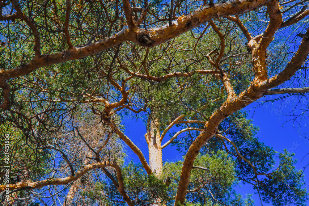 Spring forest landscape on a sunny day Spring forest landscape on a sunny day