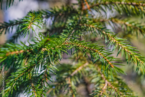 Spruce branches lit by sunlight on a blurred background. Close-up.
