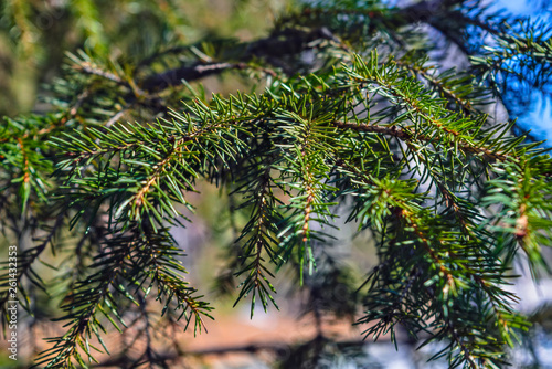 Fototapeta Naklejka Na Ścianę i Meble -  Spruce branches lit by sunlight on a blurred background. Close-up.