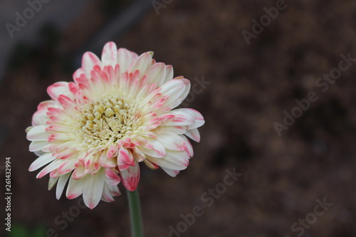 white pink 