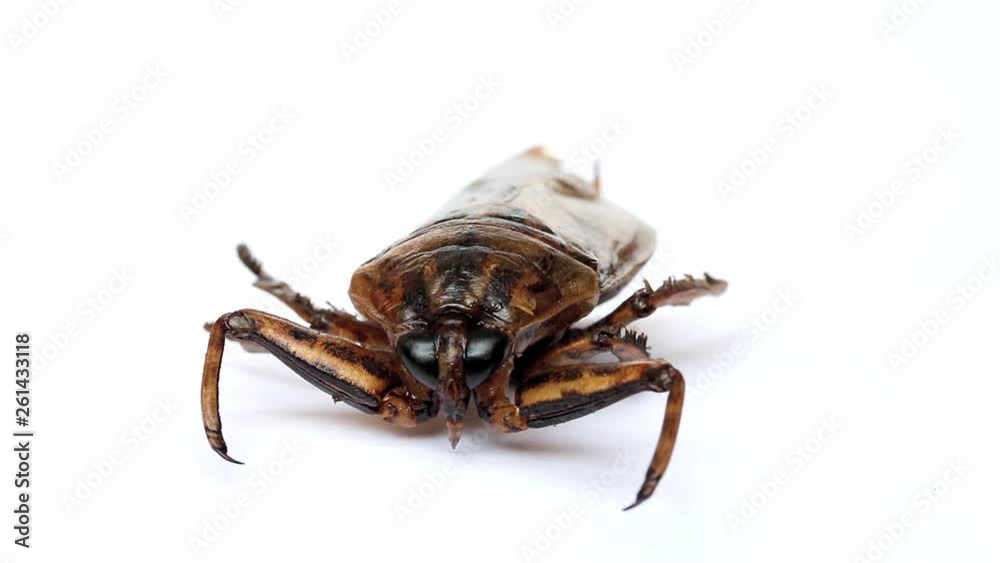 A fried cockroach rotating on white background. Roasted bug, close up. A edible insects. A fried cockroach rotating on white background. Roasted bug, close up. A edible insects.