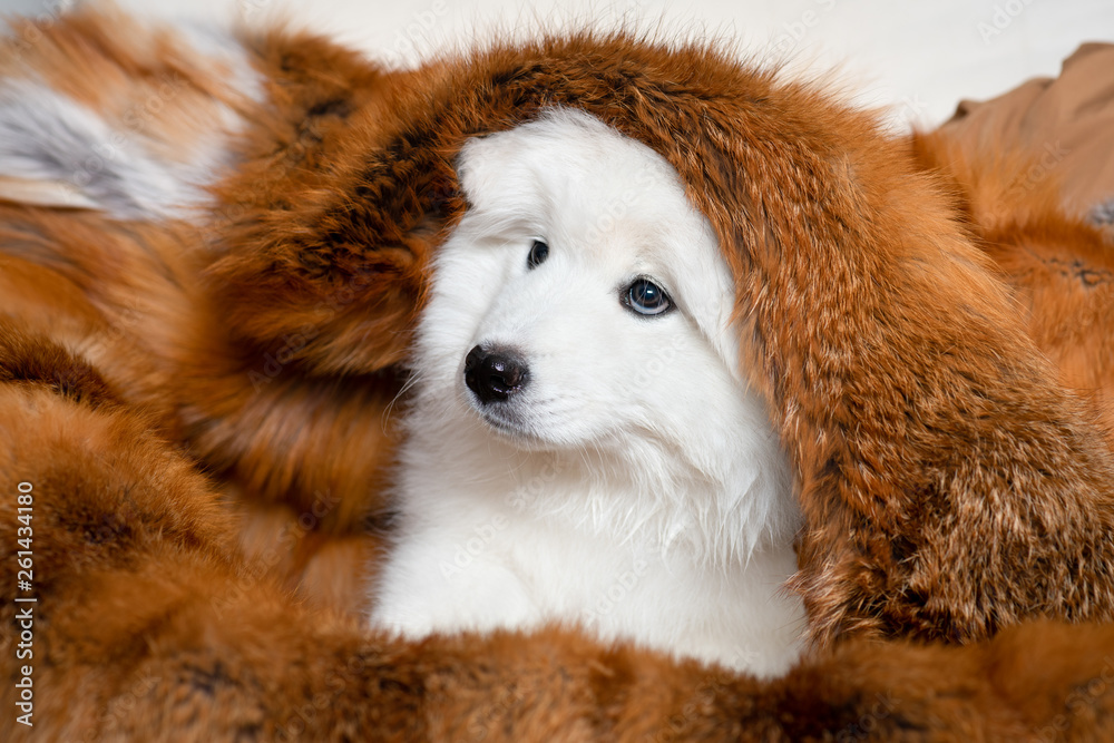 Portrait of a cute samoyed puppy dog ​​sitting with a red fur coat