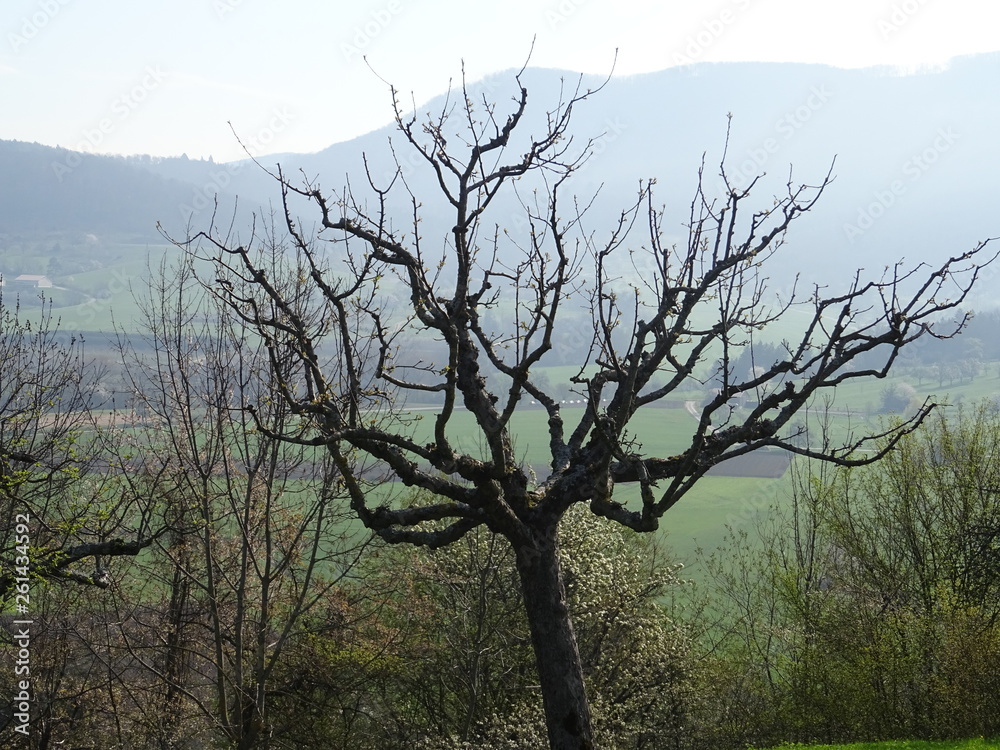 alter Baum in schöner Landschaft alter Baum in schöner Landschaft