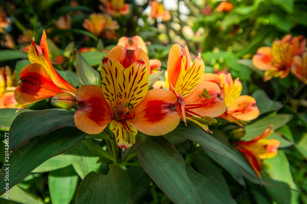 view garden green leaves and orange flower on sunshine day. view garden green leaves and orange flower on sunshine day.