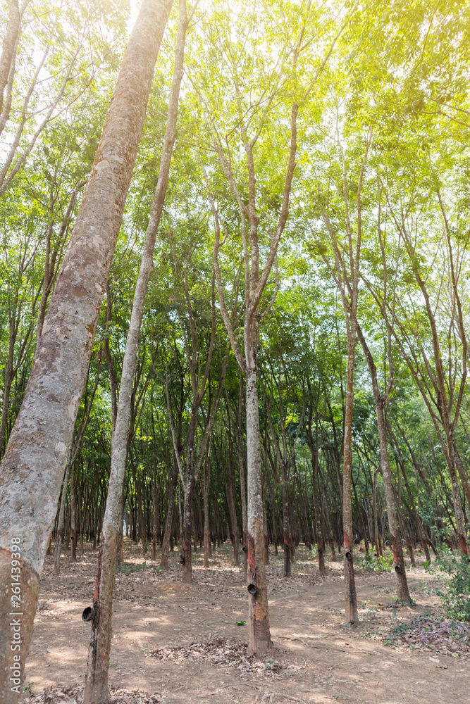 Rubber tree or Hevea brasiliensis at Thailand