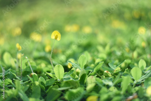 Green plant and green shrub with selective focusing and blured background in morning moment