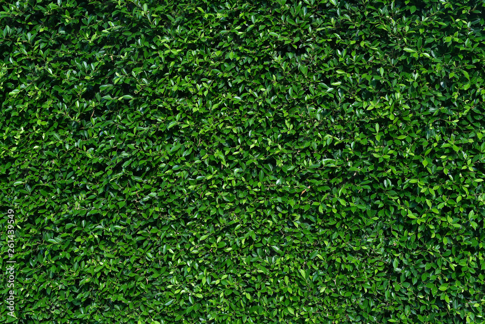 Green wall with shrub planting background Green wall with shrub planting background
