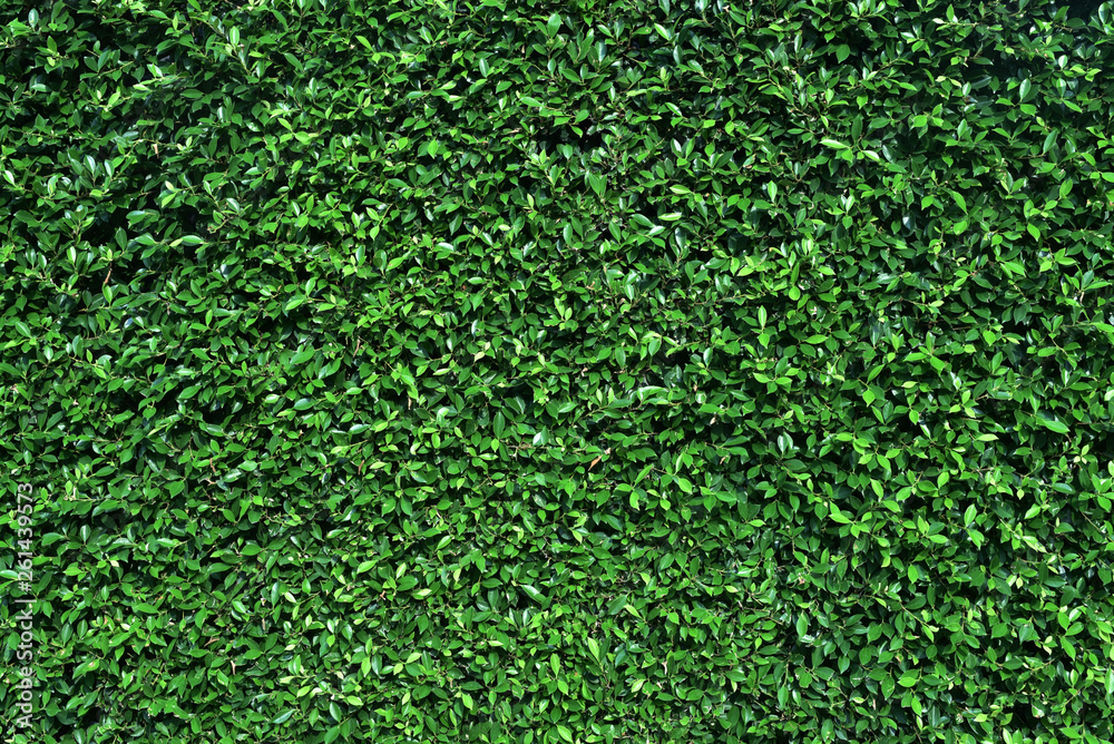 Green wall with shrub planting background Green wall with shrub planting background
