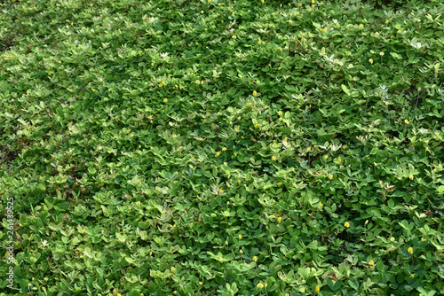 Green wall with  shrub planting background