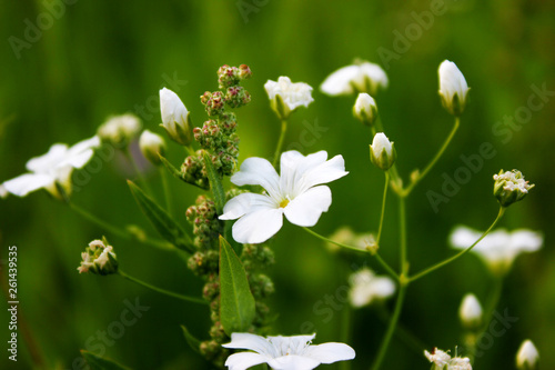 white flowers in the garden