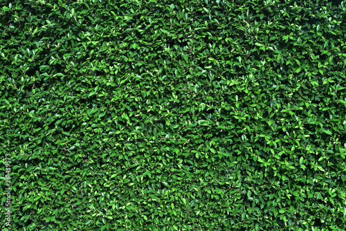 Green wall with  shrub planting background