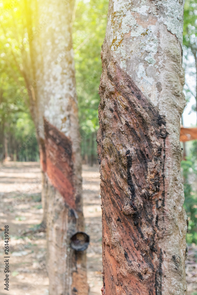 Rubber tree or Hevea brasiliensis at Thailand Rubber tree or Hevea brasiliensis at Thailand