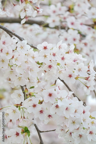 Closeup of cherry blossom festival in south korea, Flowers of spring season, Symbol of asia