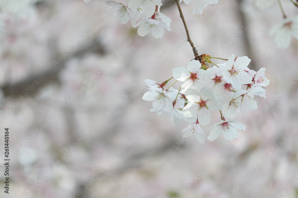 Closeup of cherry blossom festival in south korea, Flowers of spring season, Symbol of asia