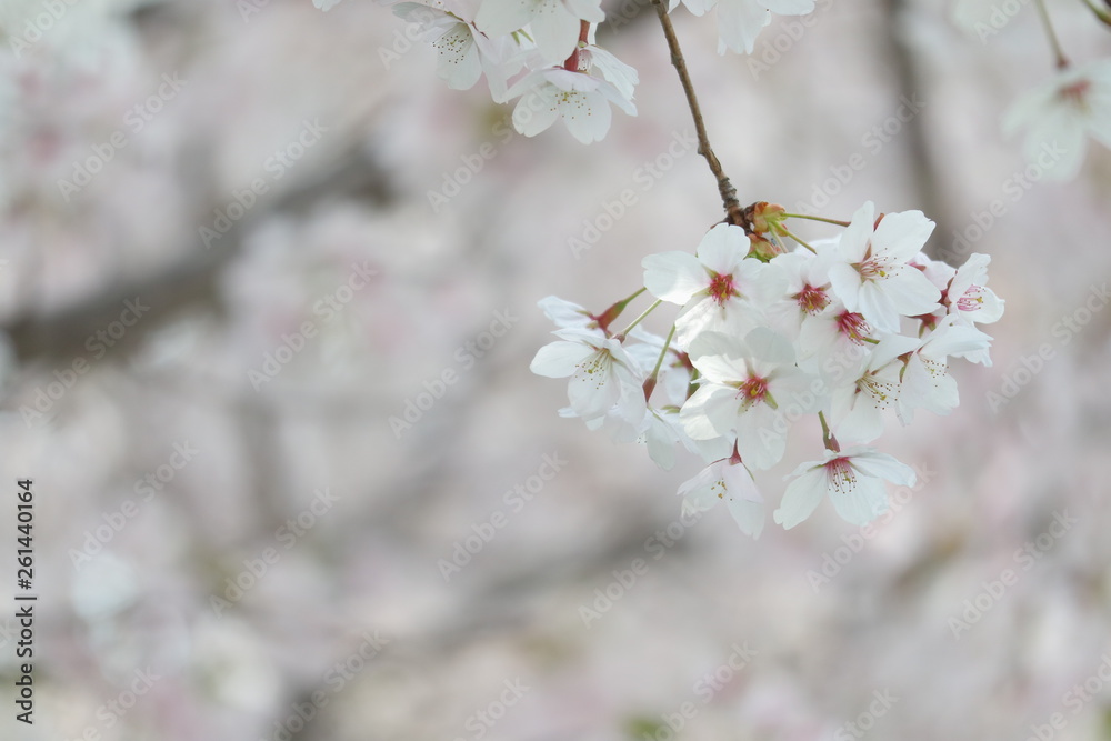 Closeup of cherry blossom festival in south korea, Flowers of spring season, Symbol of asia Closeup of cherry blossom festival in south korea, Flowers of spring season, Symbol of asia