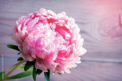 Pink peony closeup on natural wood background