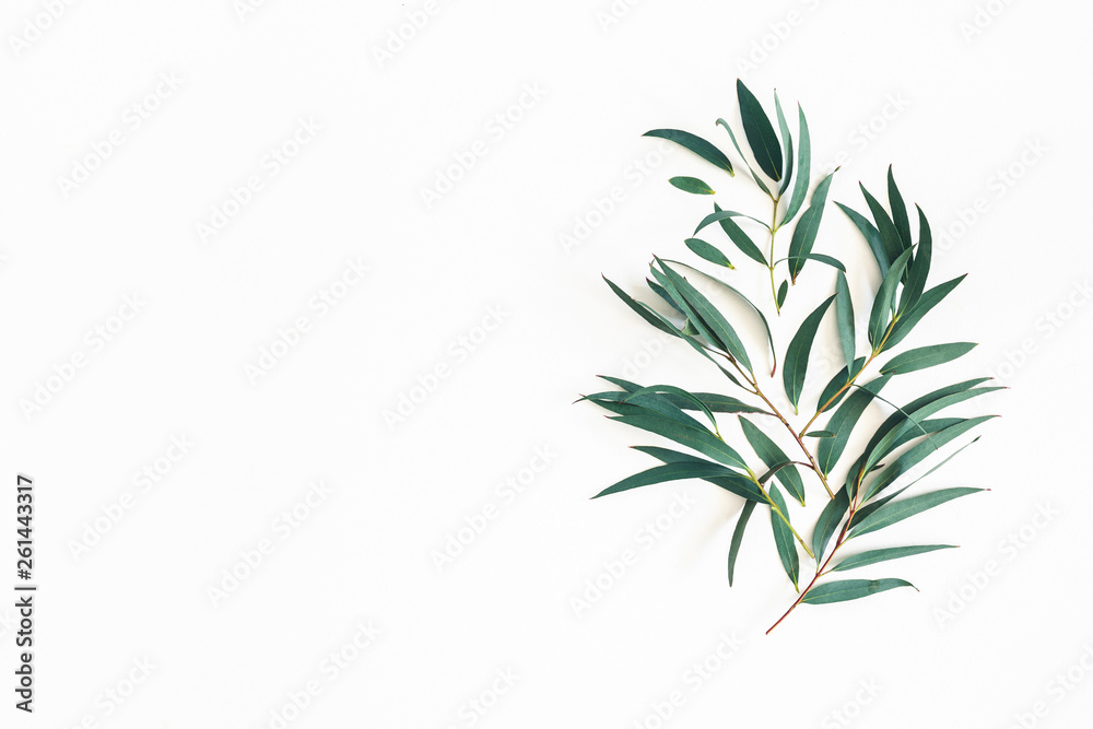 Obraz premium Eucalyptus leaves on white background. Pattern made of eucalyptus branches. Flat lay, top view, square