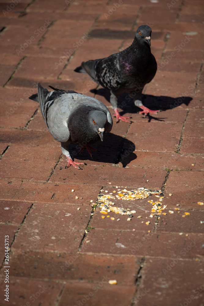 Fototapeta premium Birds in the park