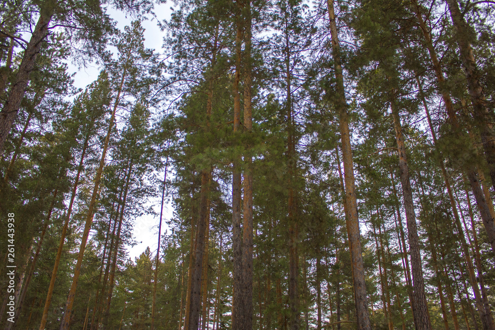 green coniferous trees in the forest, view from below green coniferous trees in the forest, view from below