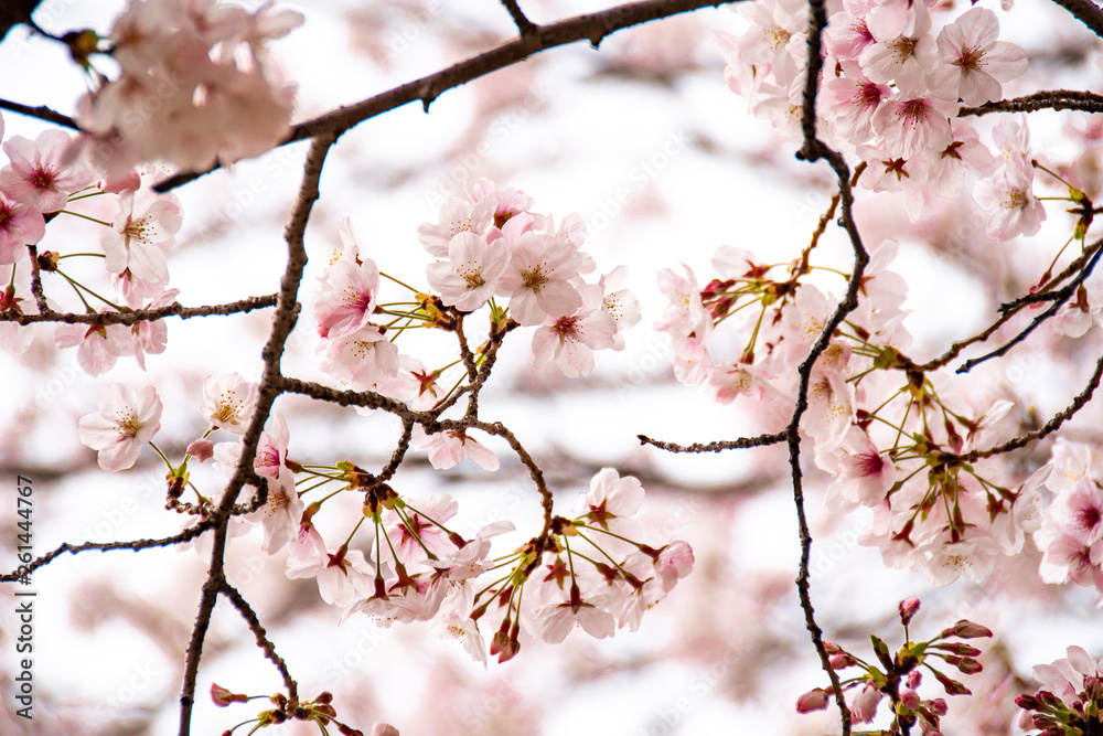 Cherry blossoms at Kokura Castle