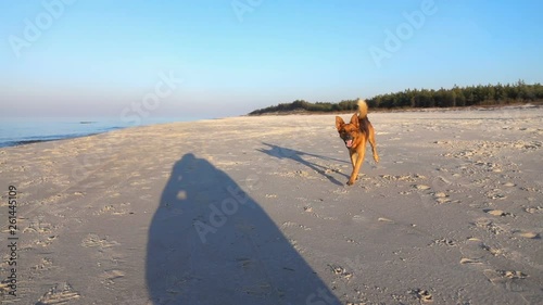 Happy dog running towards camera on the beach, super slow motion