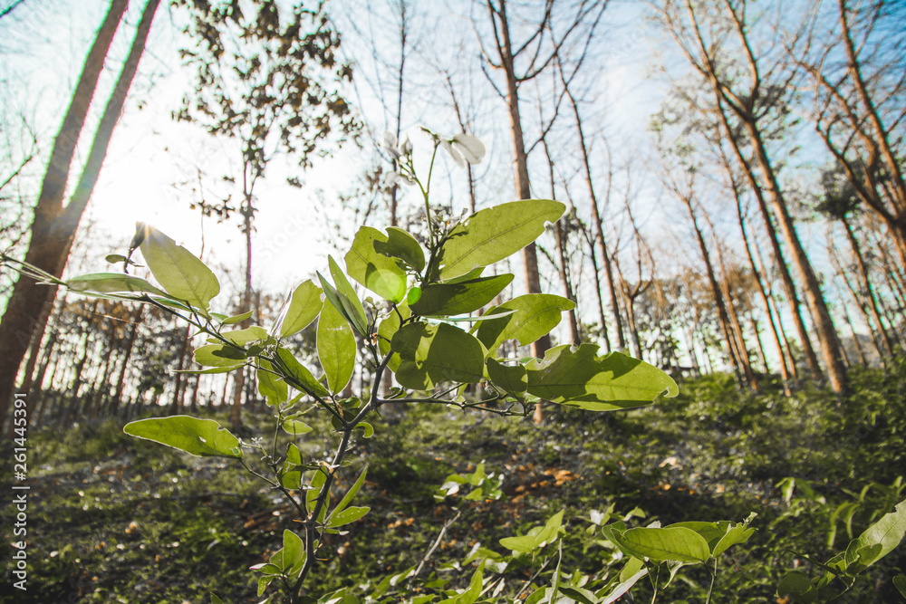 Naturaleza verde
