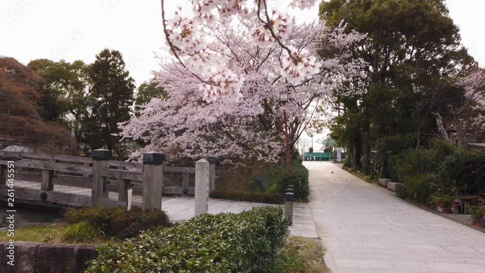 Sakura Flowers, Spring In Japan, Slow motion shot of blossoms in the wind with sun flare in background 4k Sakura Flowers, Spring In Japan, Slow motion shot of blossoms in the wind with sun flare in background 4k