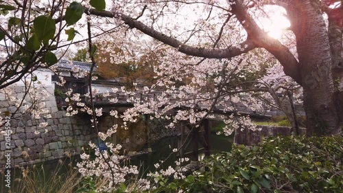 Beautiful Japanese Scene, Sakura Blossoms In Slow Motion, Sun Flaring Through Branches. 4k Minakuchi Castle photo