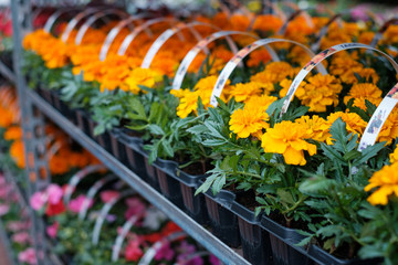  Many colorful flowers in a row at  nursery or flower shop  -