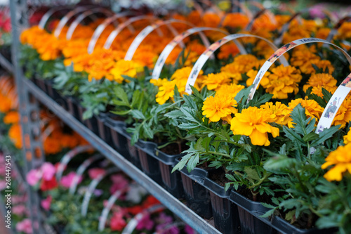 Bild auf Leinwand Many colorful flowers in a row at  nursery or flower shop  -