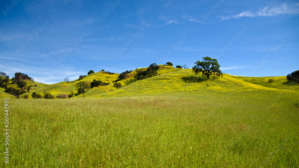 Obraz premium Wild flower meadow