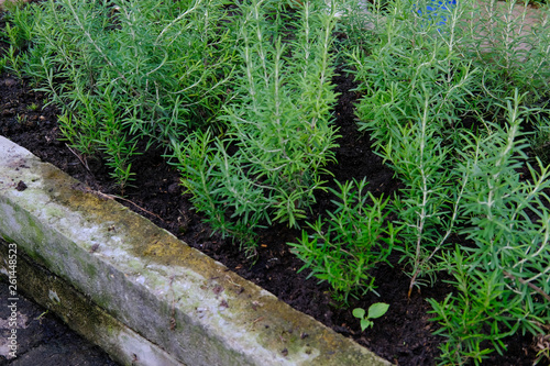 rosemary herb plant growing in garden © 88studio