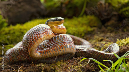 Puffing Snake - Phrynonax poecilonotus is a species of nonvenomous snake in the family Colubridae. The species is endemic to the New World.  photo