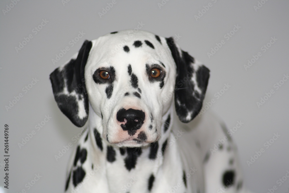 Dalmatien Dalmatien