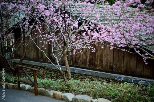 Fototapeta Naklejka Na Ścianę i Meble -  Cherry blossom trees in the garden