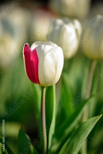 Tulip on green background