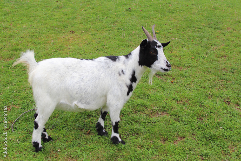 Hausziege / Domestic Goat / Capra aegagrus hircus Hausziege / Domestic Goat / Capra aegagrus hircus